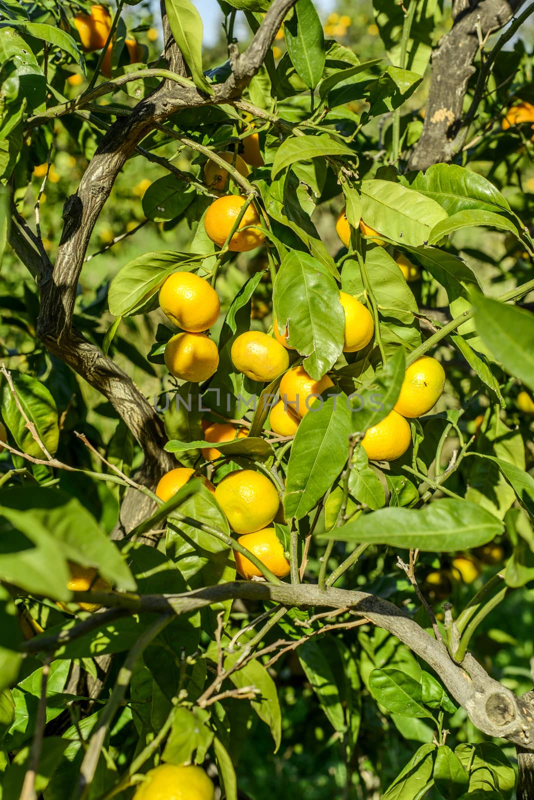 Mandarin oranges on the tree.