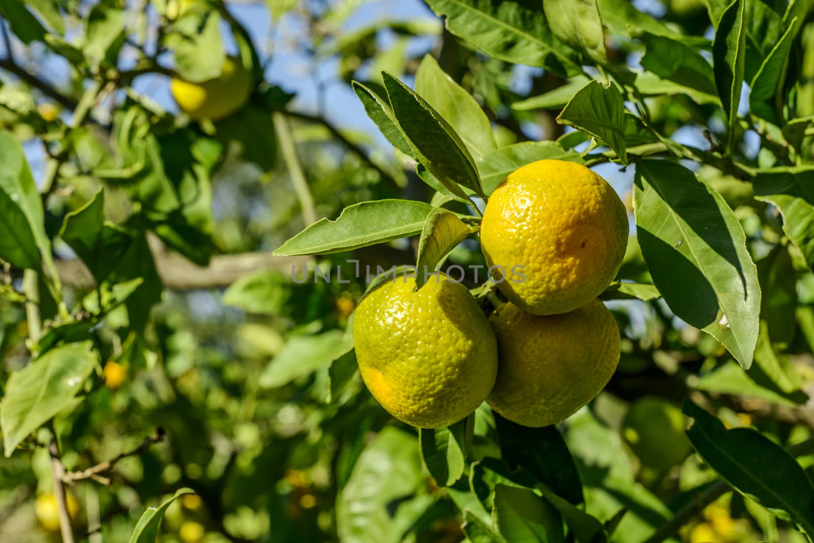 Mandarin oranges on the tree.