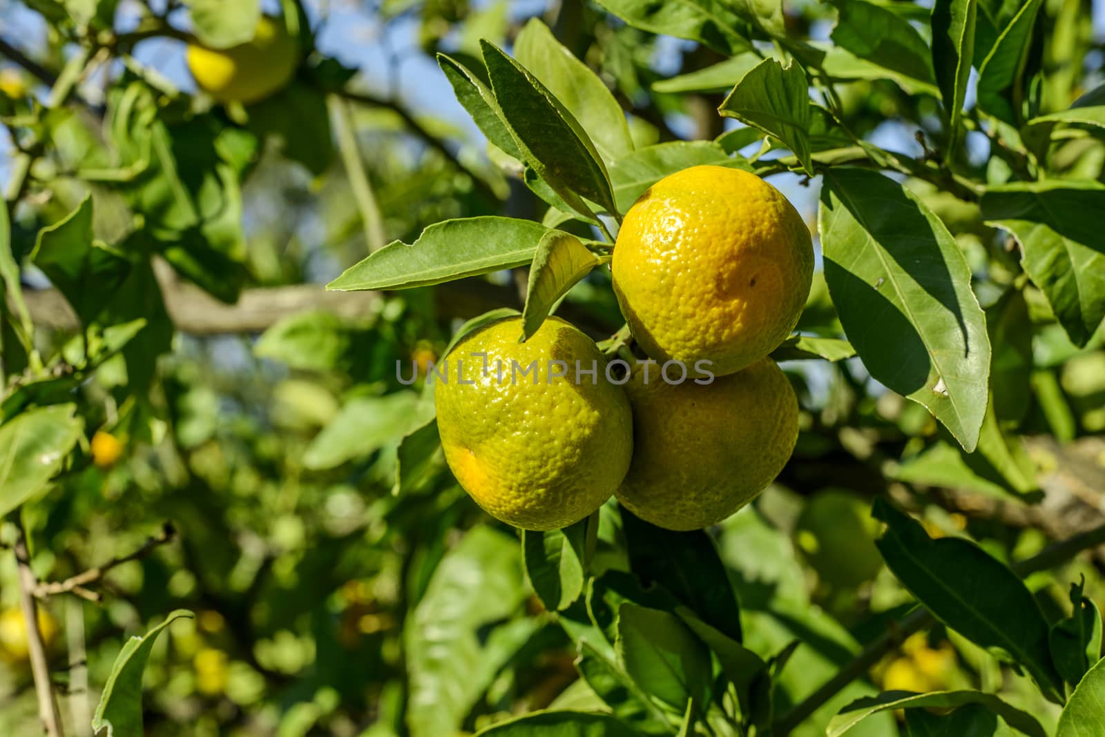 Mandarin oranges on the tree.