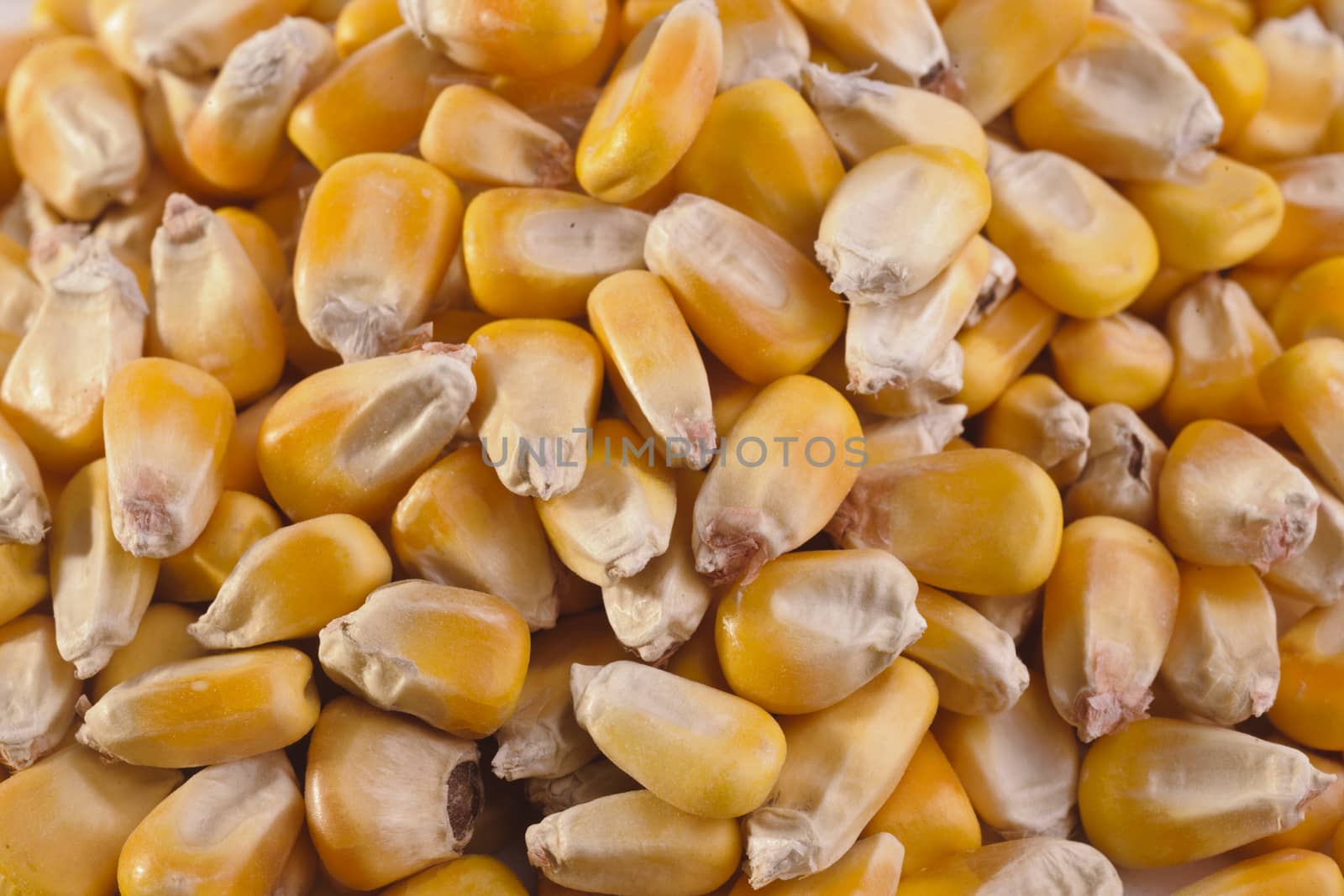 A close up shot of a pile of feed corn.