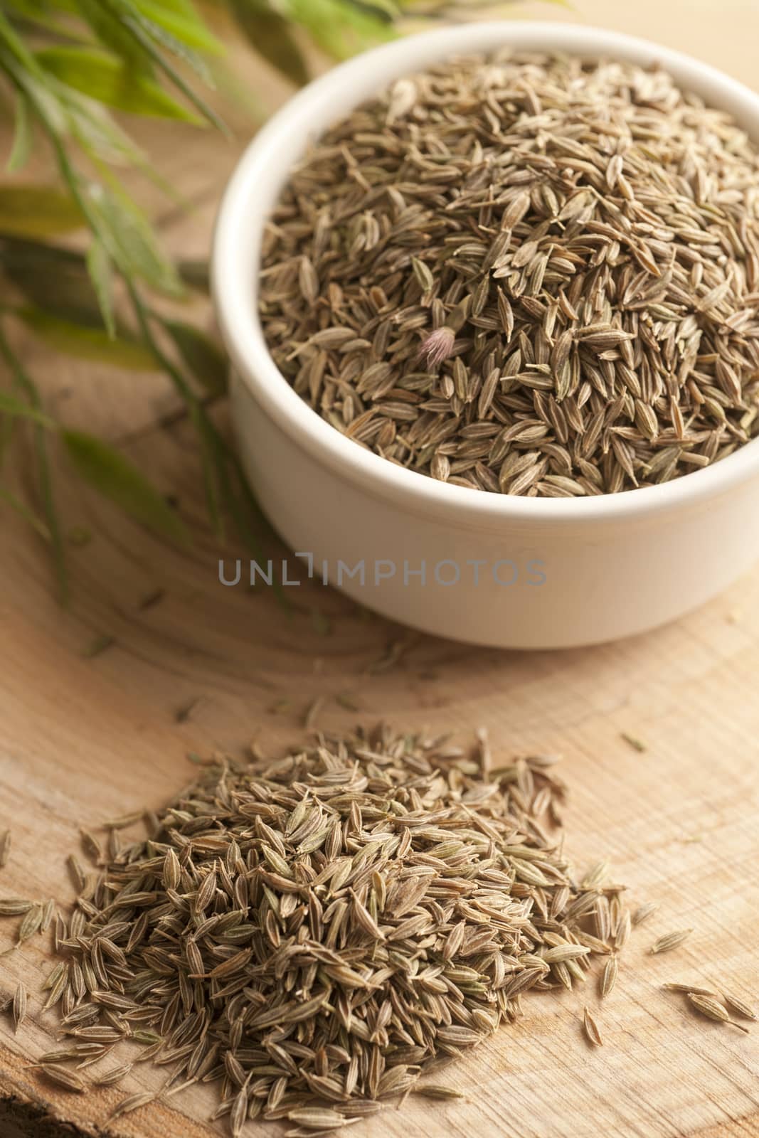 Fennel Seed Spice  by emirkoo