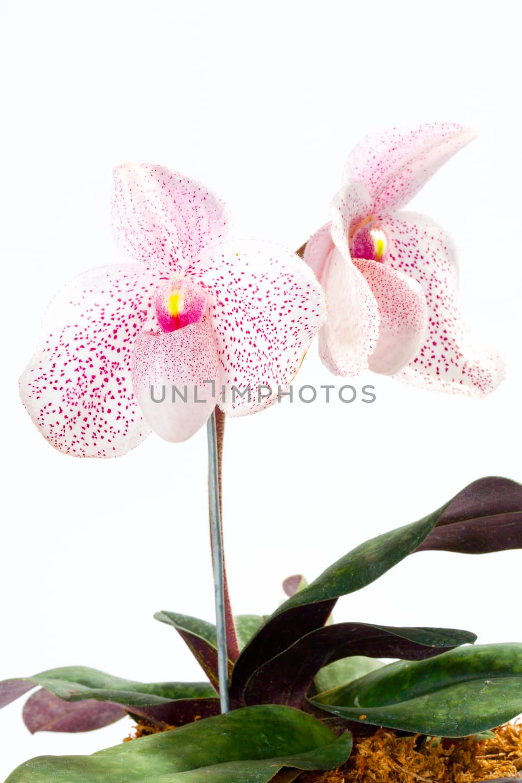 paph. vanda m. pearman (delenatii x bellatulum) by jee1999