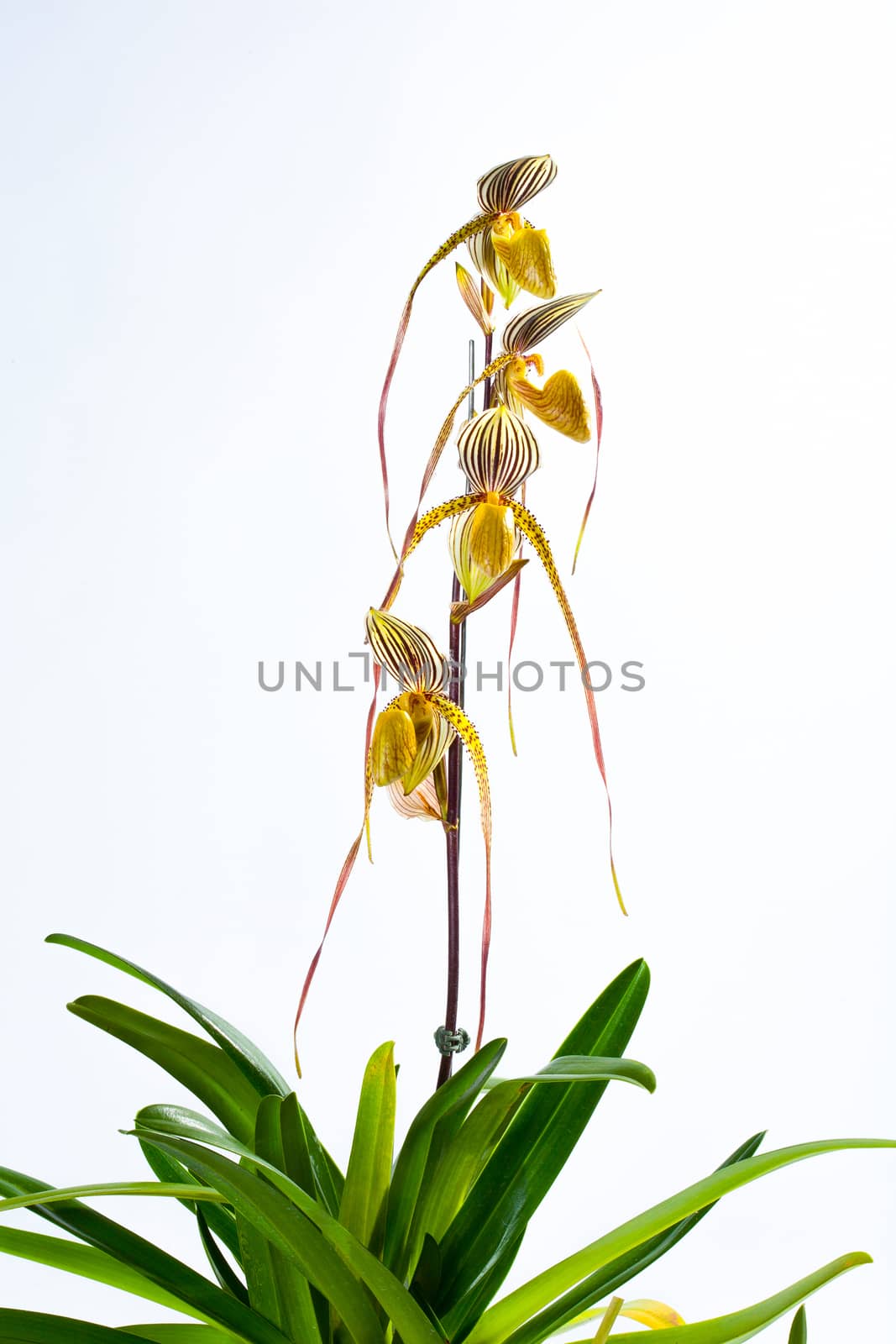 paph saint swithin by jee1999