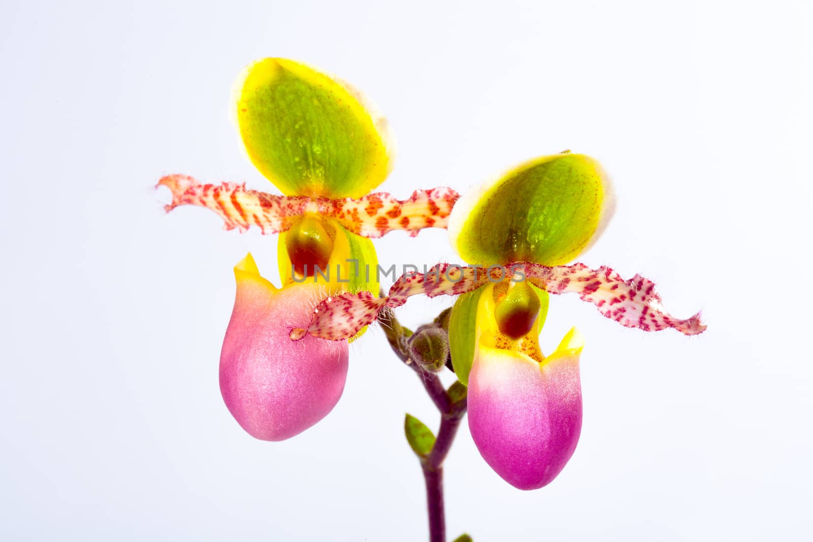 Paphiopedilum liemianum by jee1999