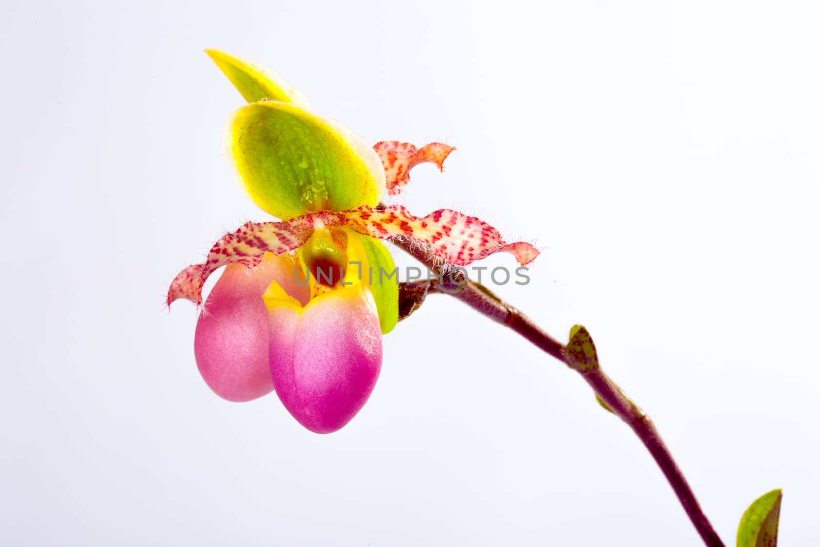 Paphiopedilum liemianum