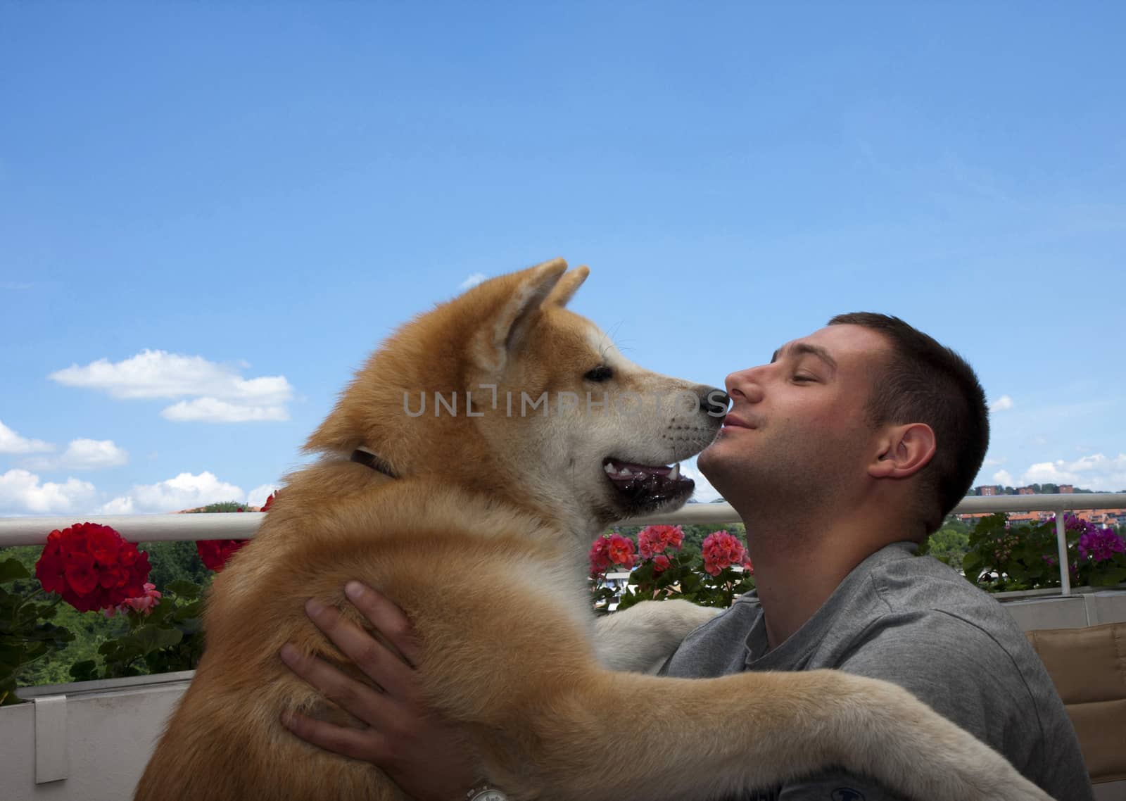  Japanese seven-month dog Akita inu posing with young man, his owner, in Belgrade,Serbia