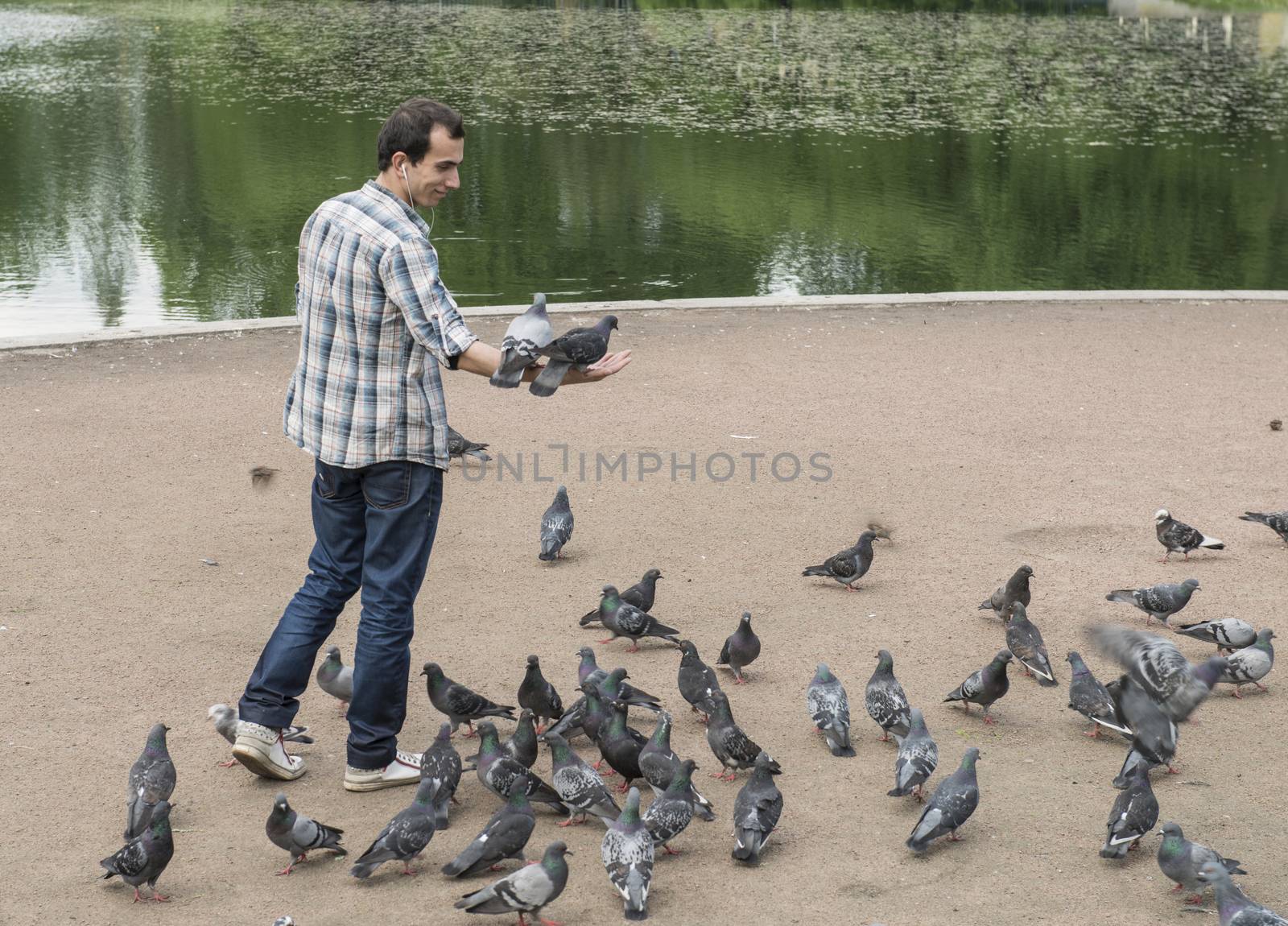 Feeding of pigeons by Alenmax