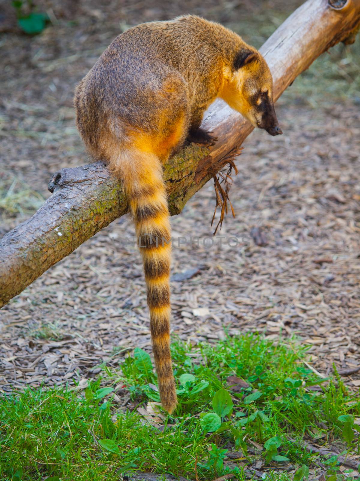 Coati (Nasua nasua) with long tail sitting on the branch