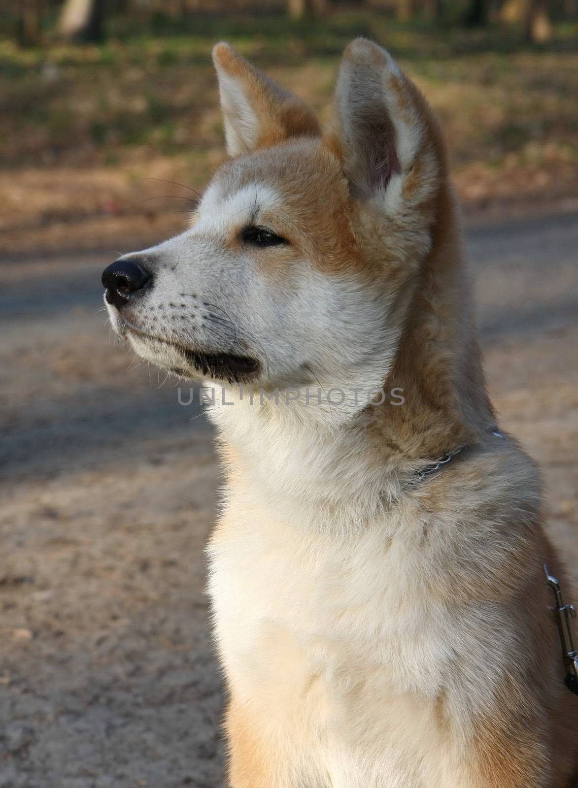Portrait of  puppy of Japanese dog Akita Inu
