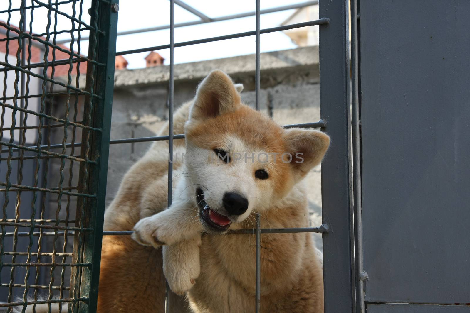Puppy of Japanese dog Akita Inu wants to get out of the cage