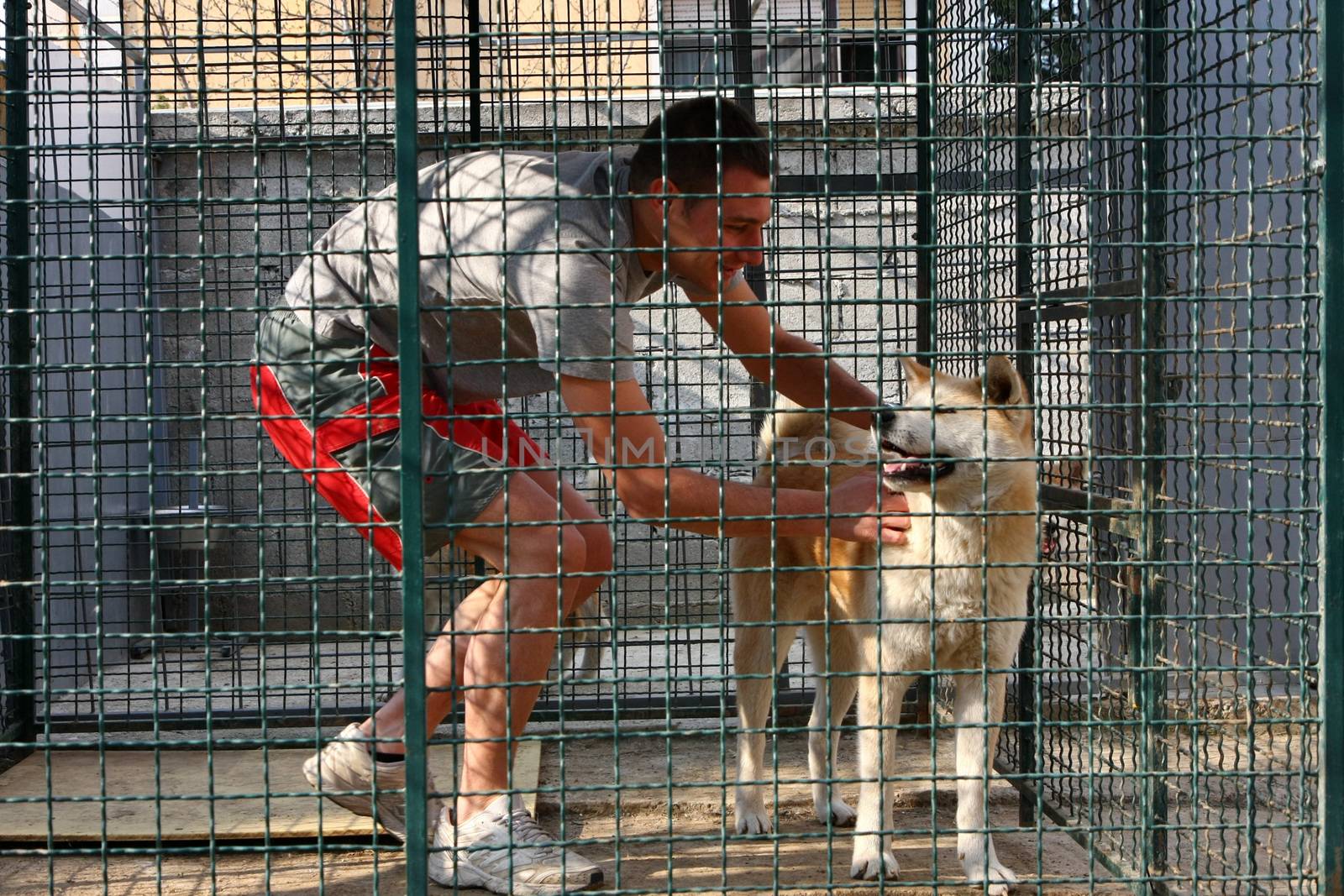 Young man playing with Akita Inu female in its cage