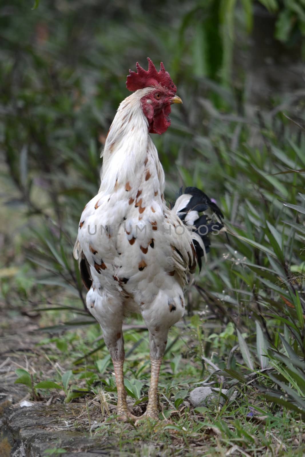 adult white cock in their natural habitat