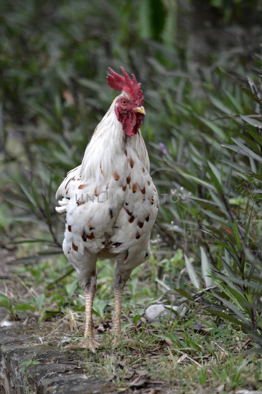 adult white cock in their natural habitat