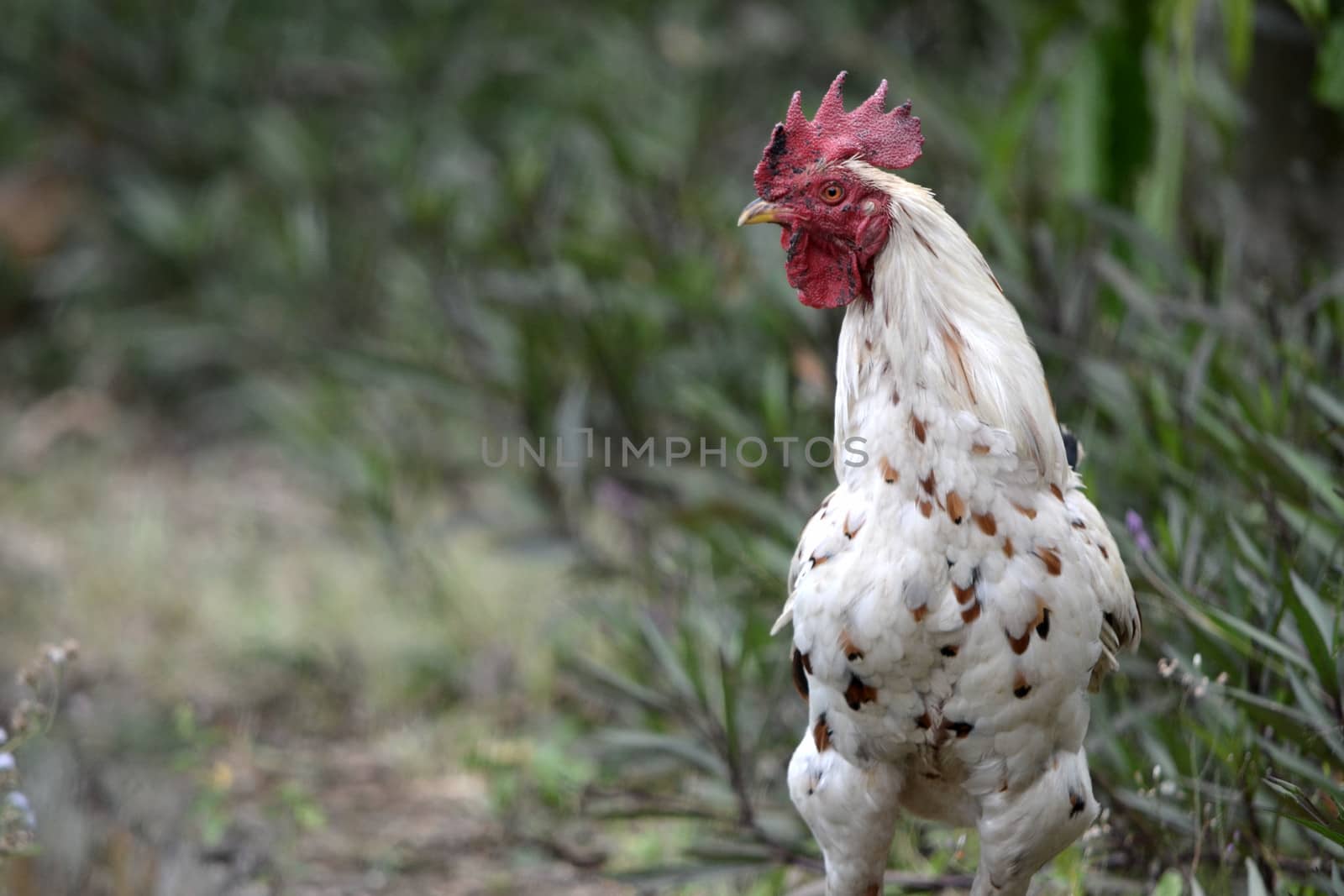 adult white cock in their natural habitat