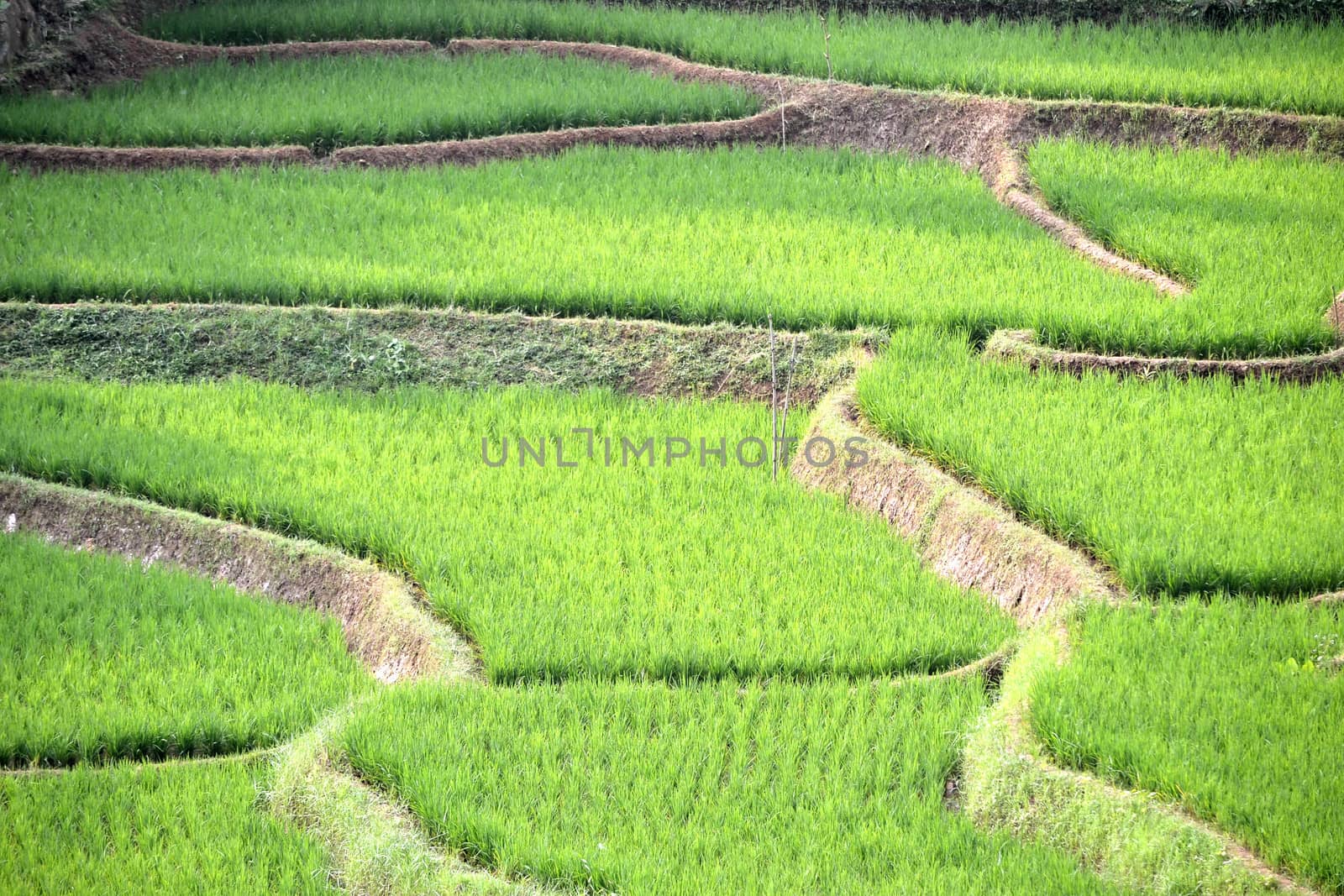 green ricefield that found many in asian countries