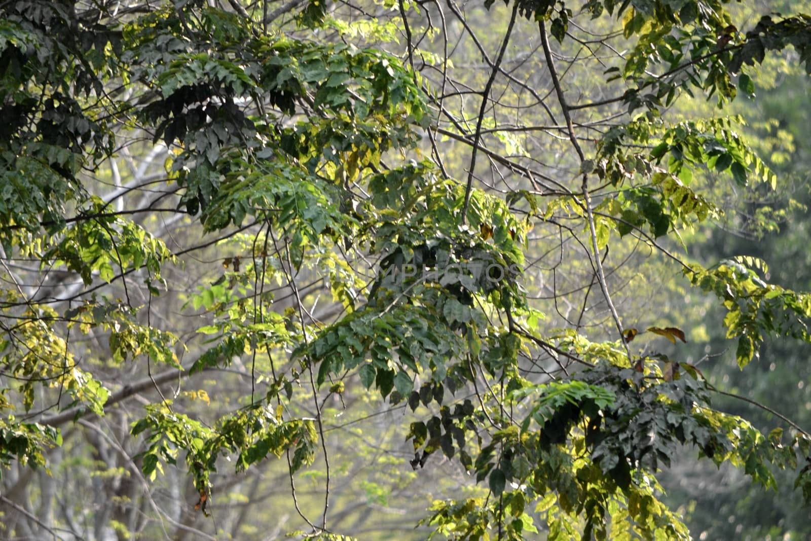 green leaf that suitable for environment background
