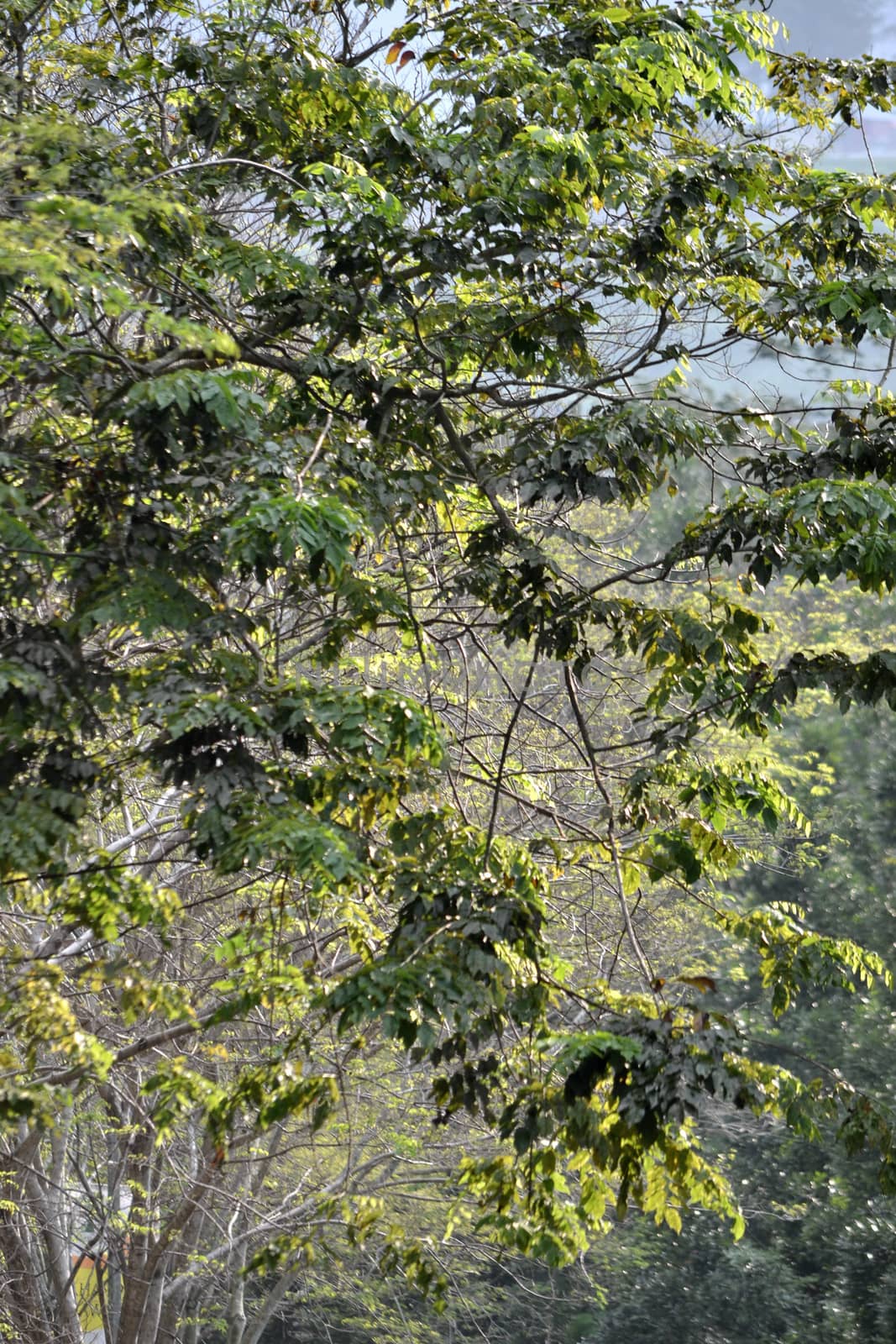 green leaf that suitable for environment background