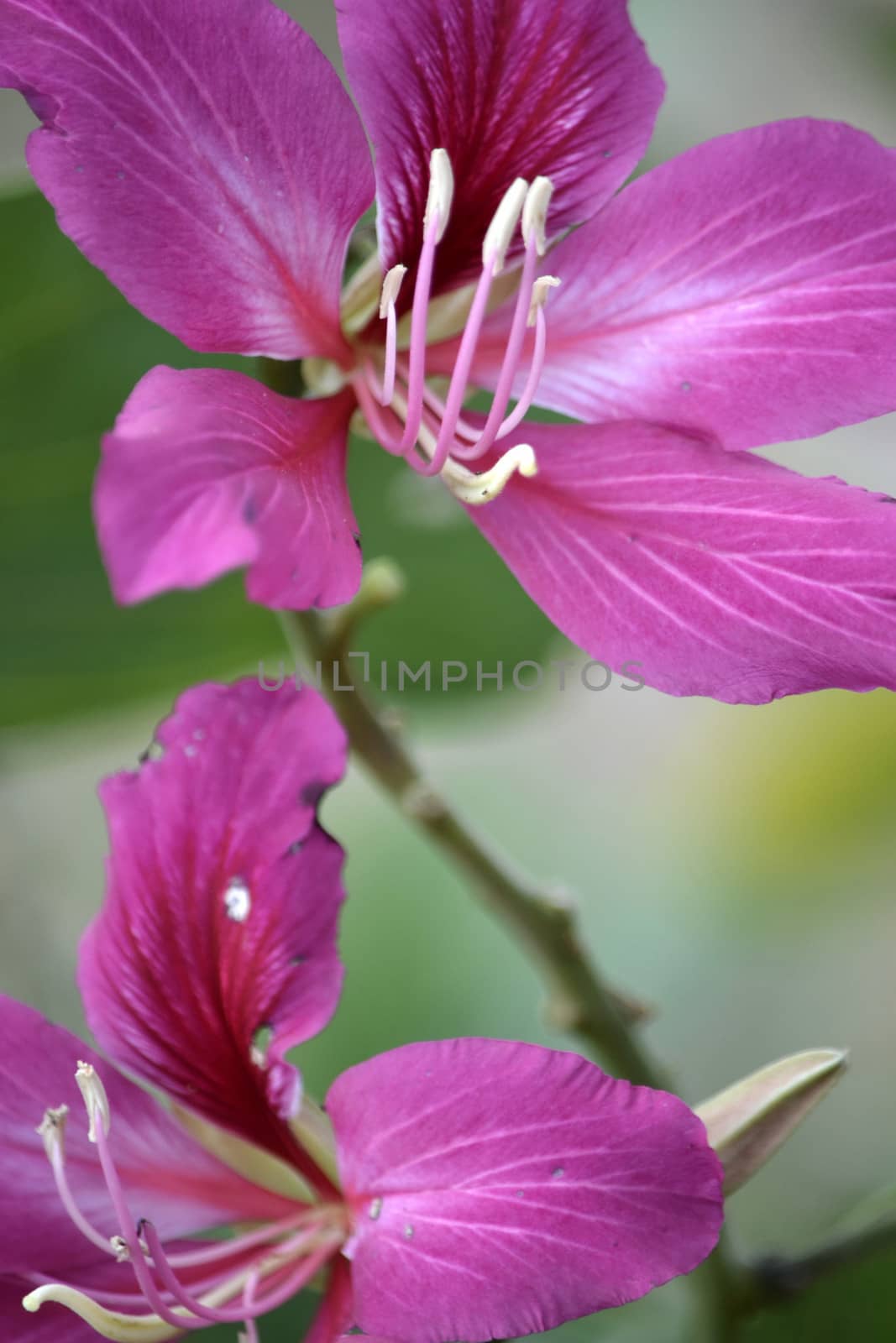 purple flower that suitable for environment background