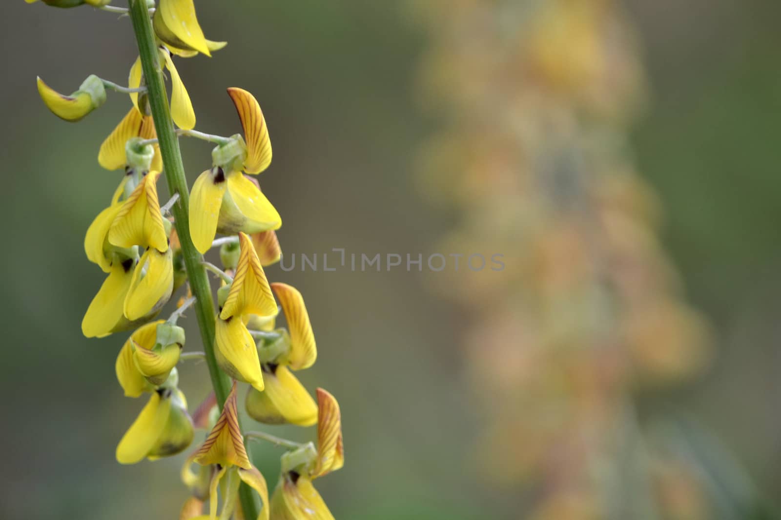 yellow flower that suitable for environment background