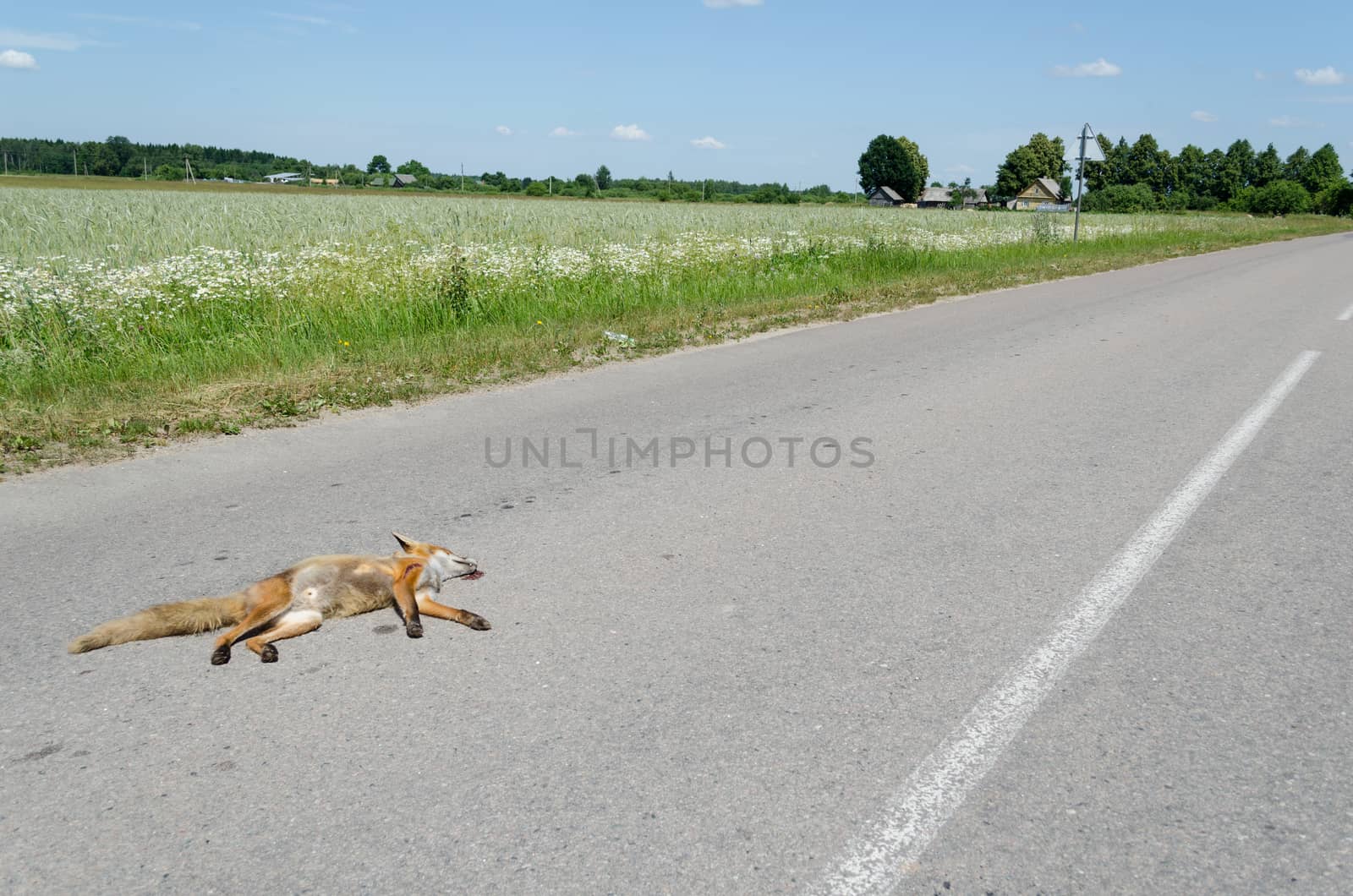 Automobile killed dead fox animal lay on road by sauletas