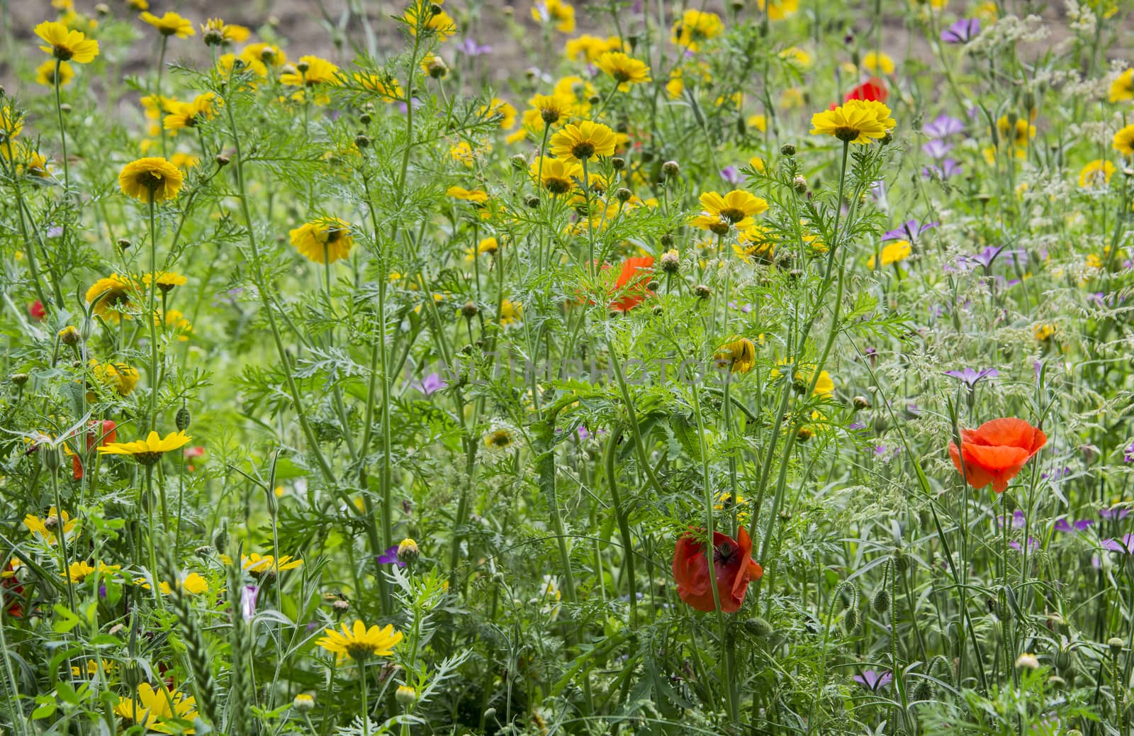 red and yellow wild flowers in dutch summer  nature 