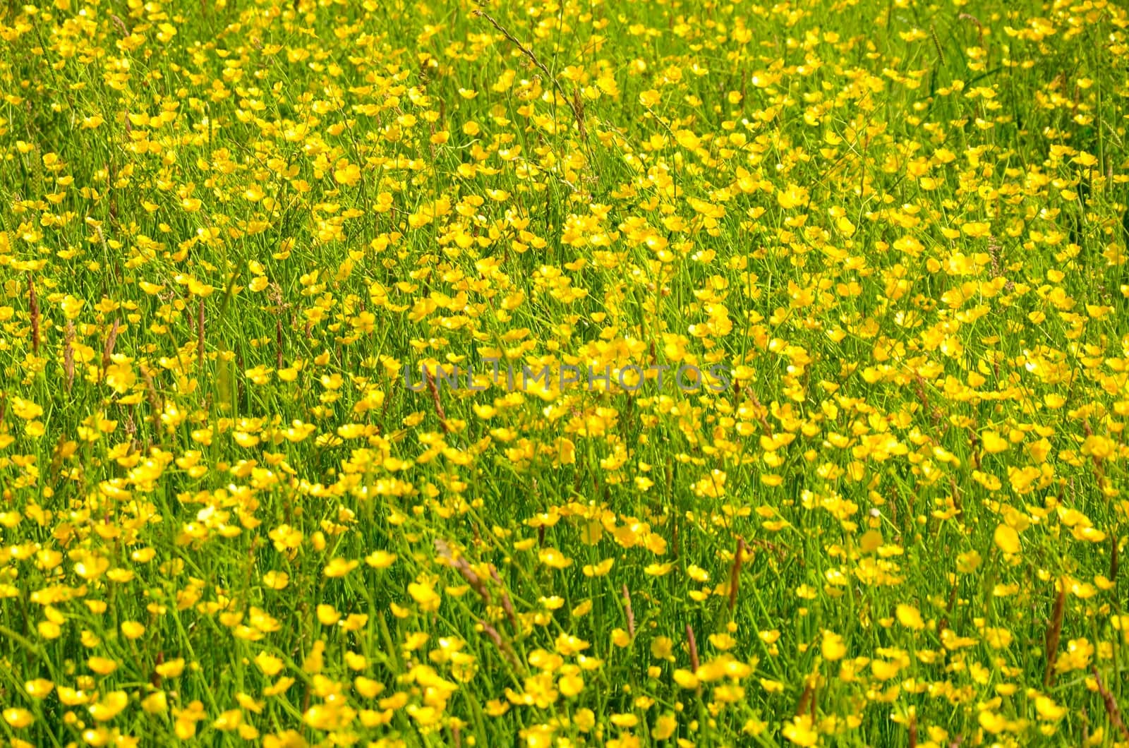 mass of buttercups