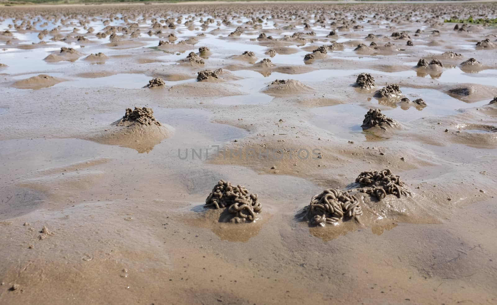 Lugworm casts and blow holes on muddy sand with pools of water.