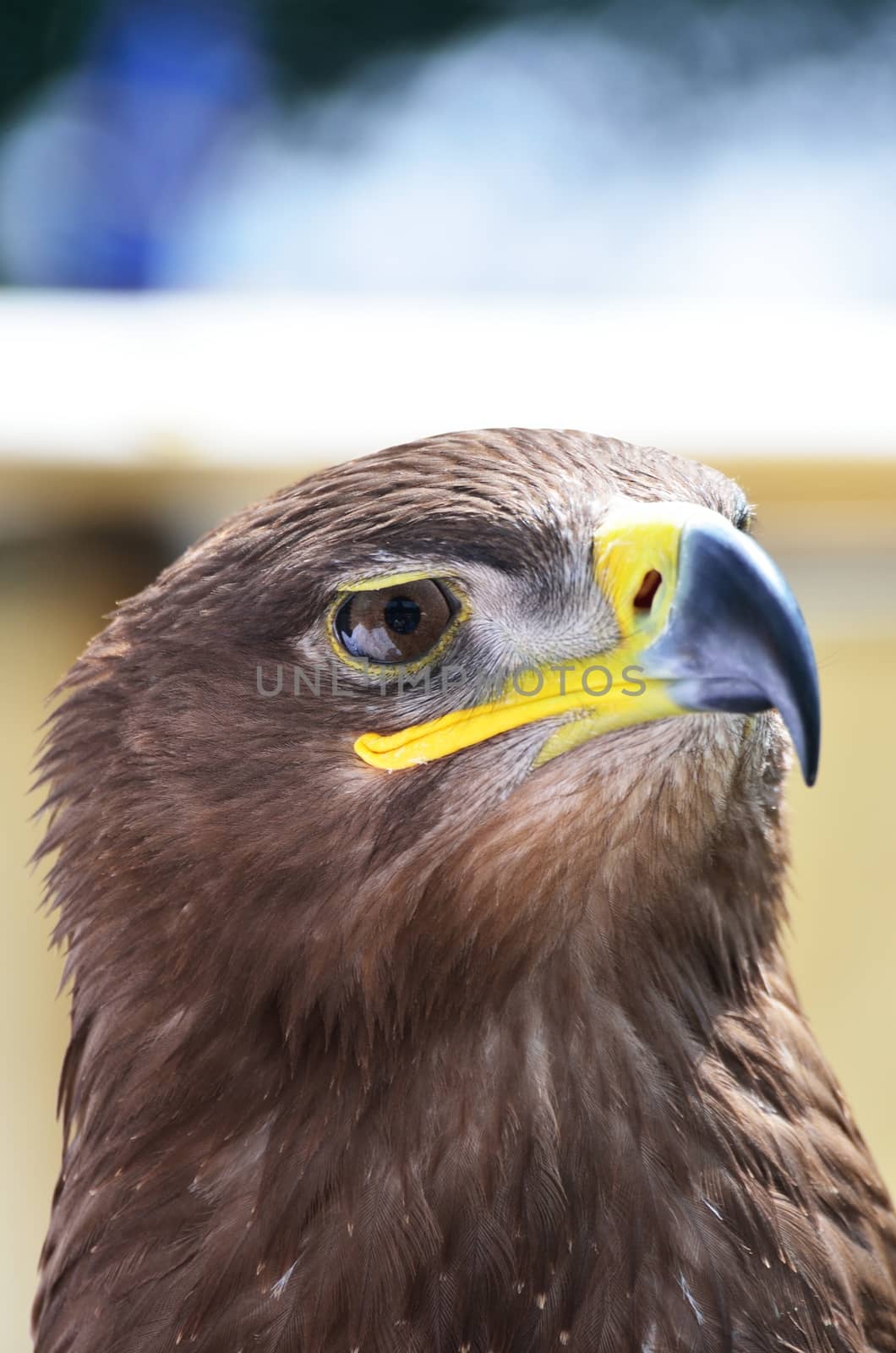 Eagle Head by pauws99