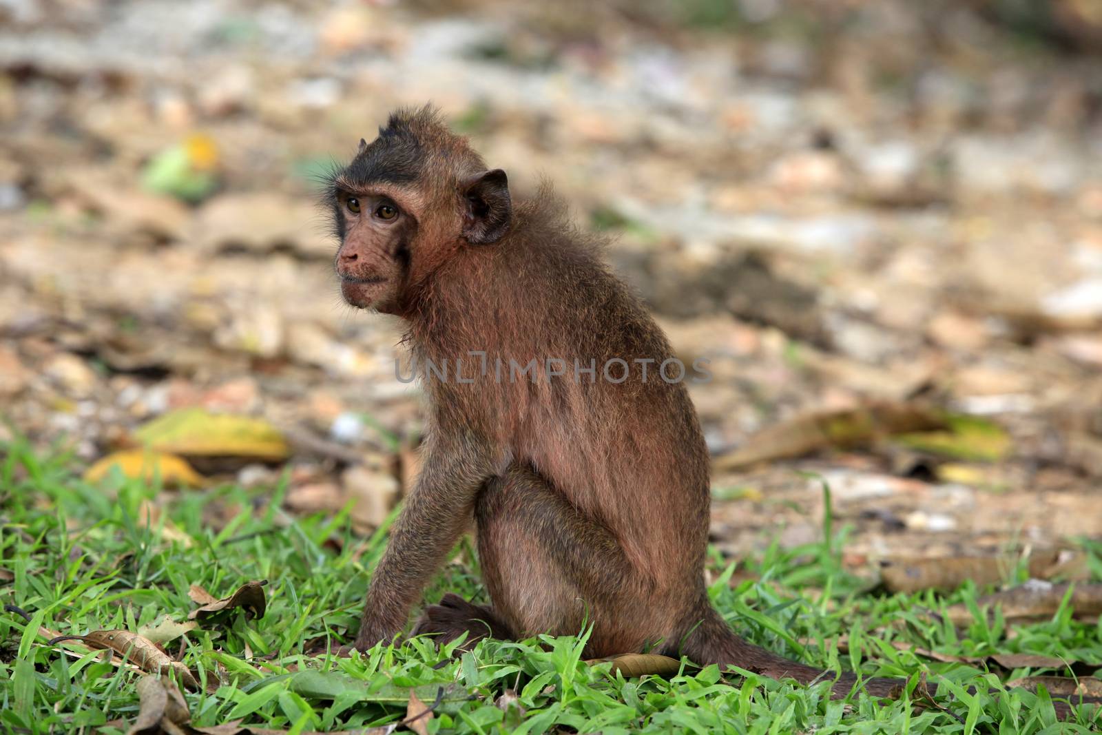 Monkey on green background. Cambodia