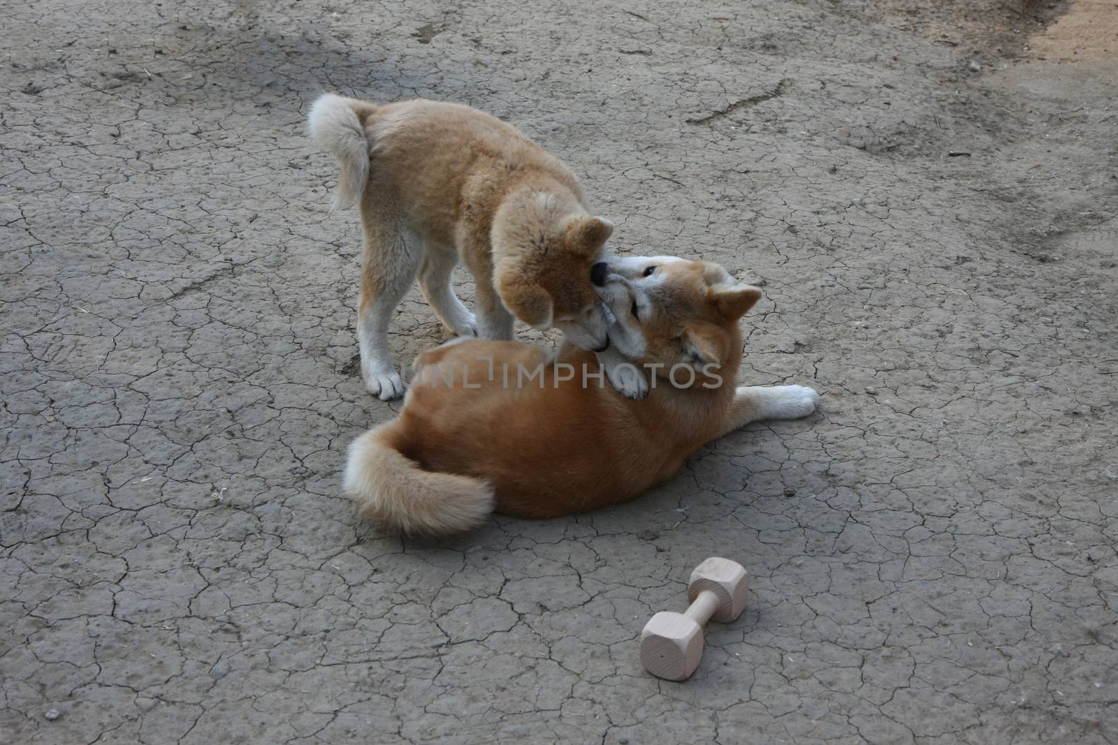 Puppies of great Japanese dog Akita Inu playing in the yard