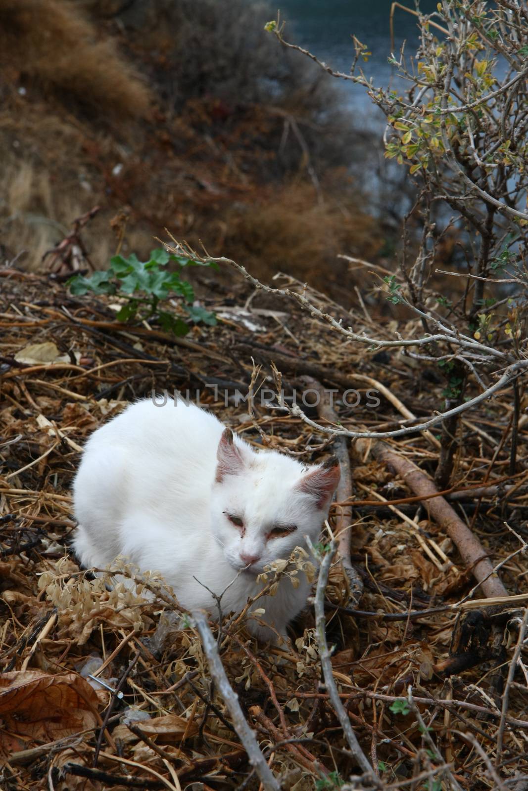 Small white cat lies in the marshy scrub
