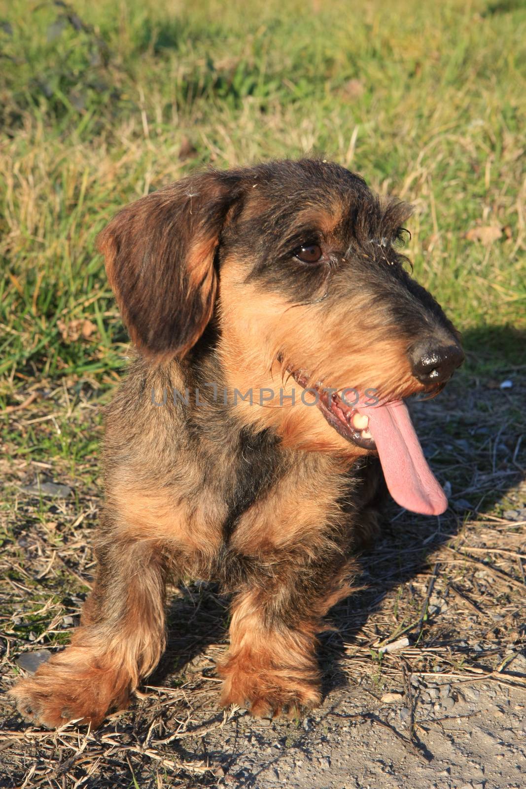 Coarse haired dachshund posing in the city park