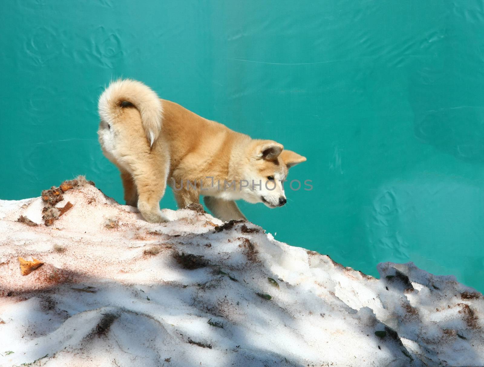 Puppy of japanese dog Akita inu playing in the snow