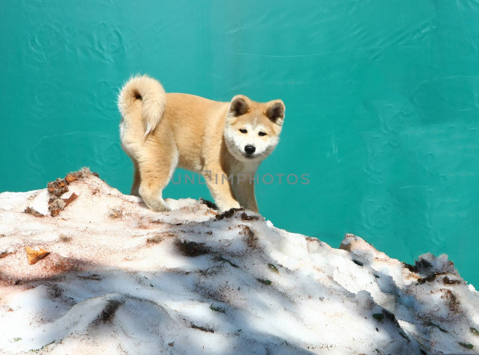 Puppy of Japanese dog Akita Inu,standing on the snow hill