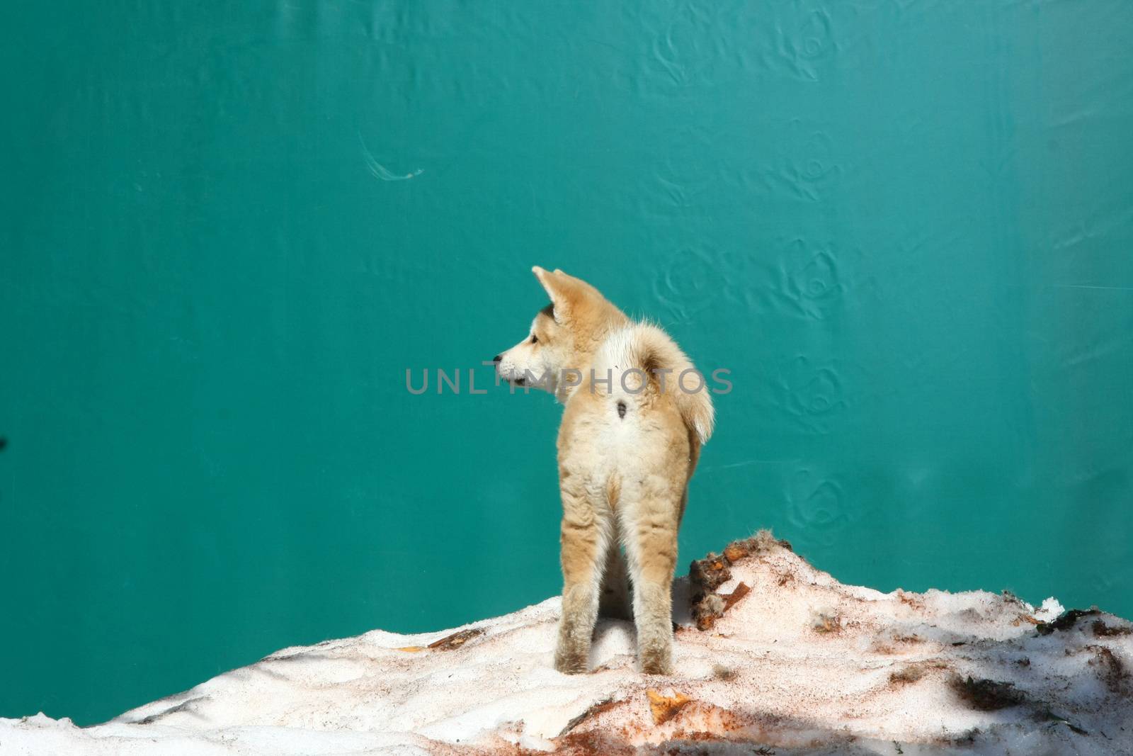 Puppy of Japanese dog Akita Inu,standing on the snow hill