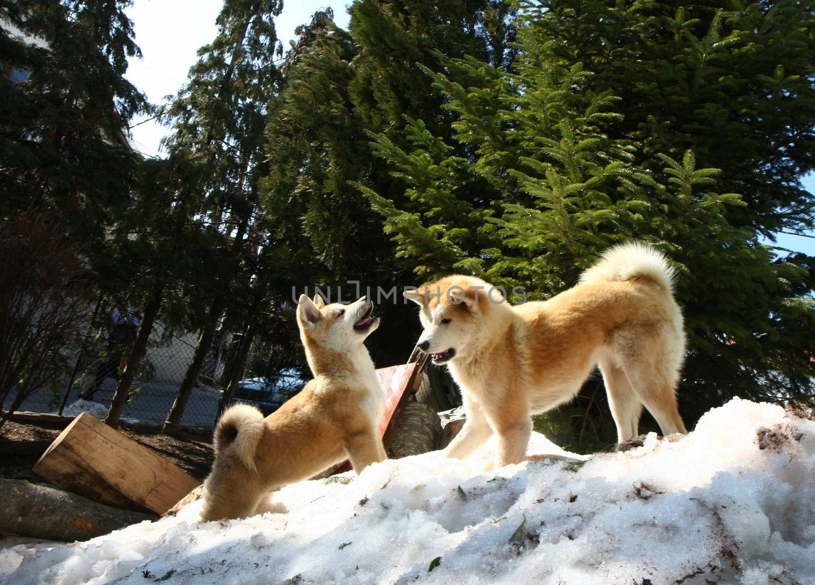 Akita Inu female and puppy playing on the snow hill