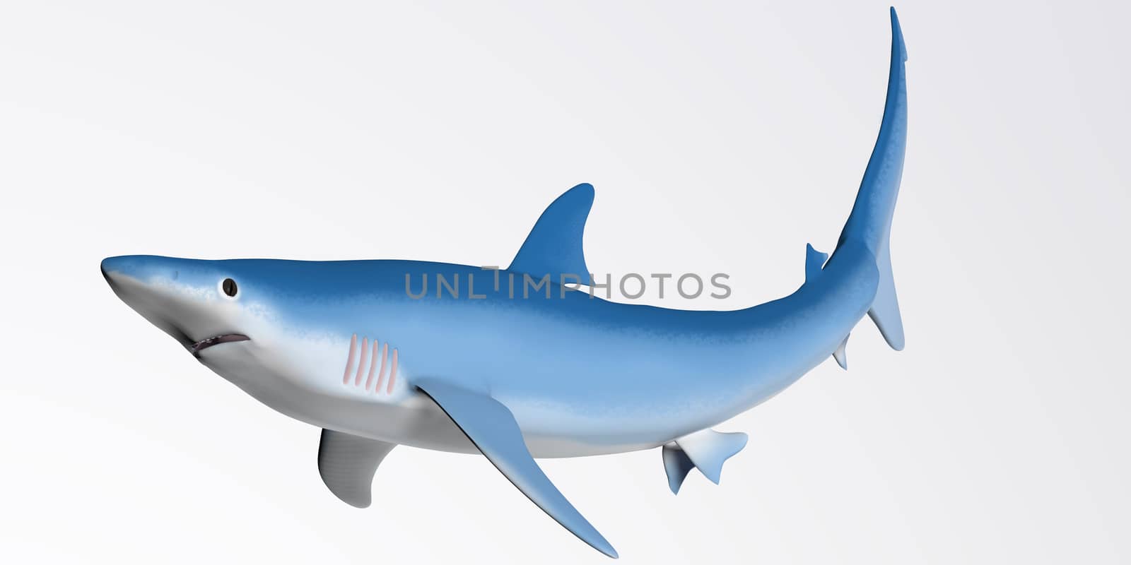 Blue Shark Profile by Catmando