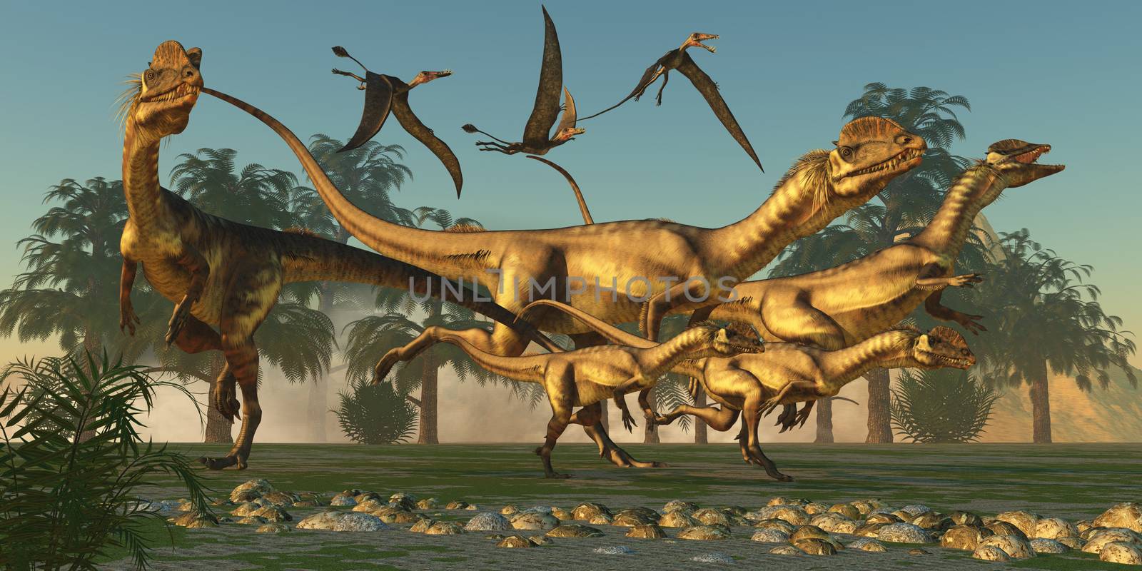 A pack of Dilophosaurus are beginning their hunt for prey as flying Dorygnathus pterosaurs follow along.
