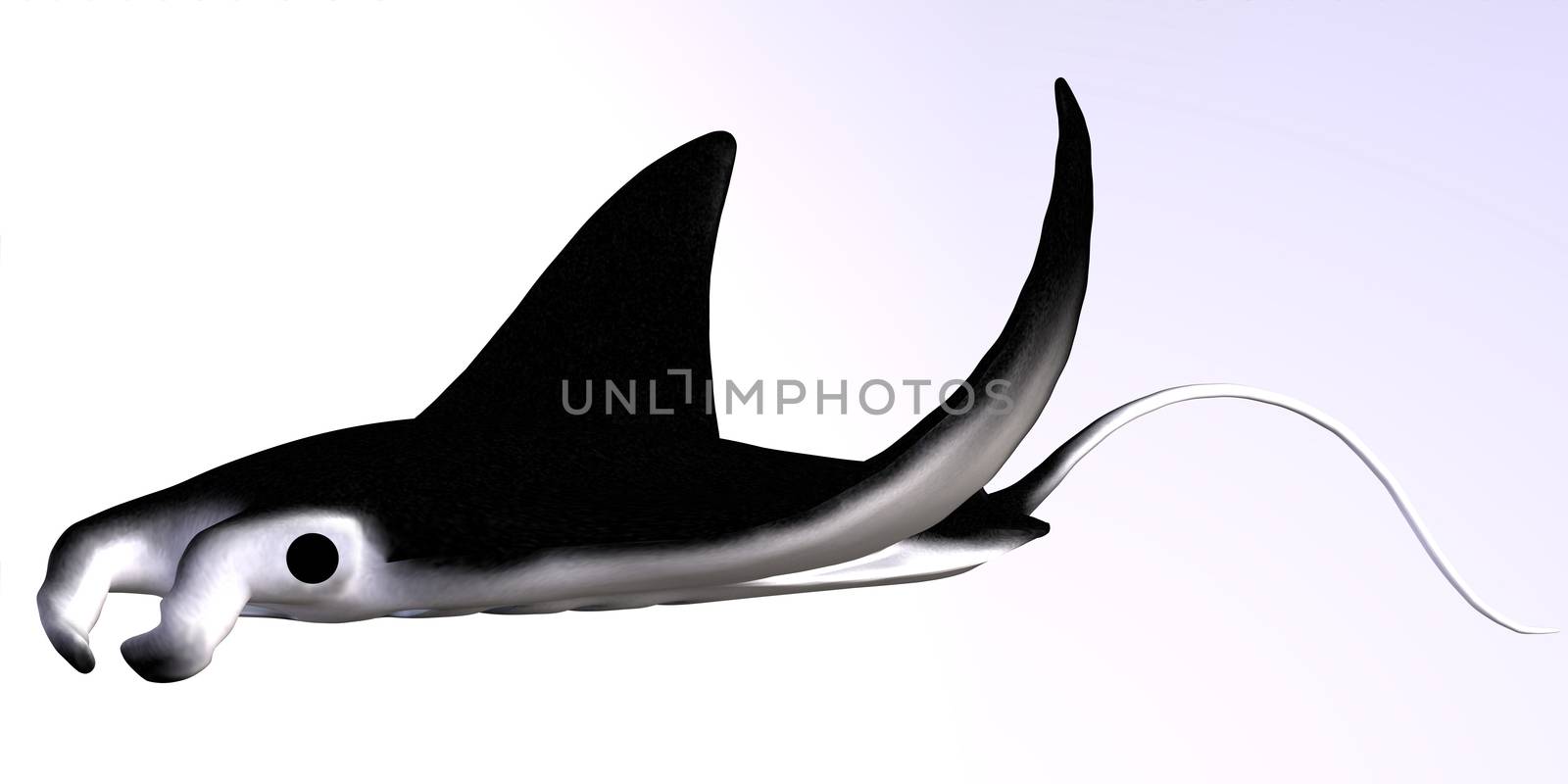 The Manta Ray is a filter feeder eating large quantities of plankton and bear live pups after a gestation over a year.