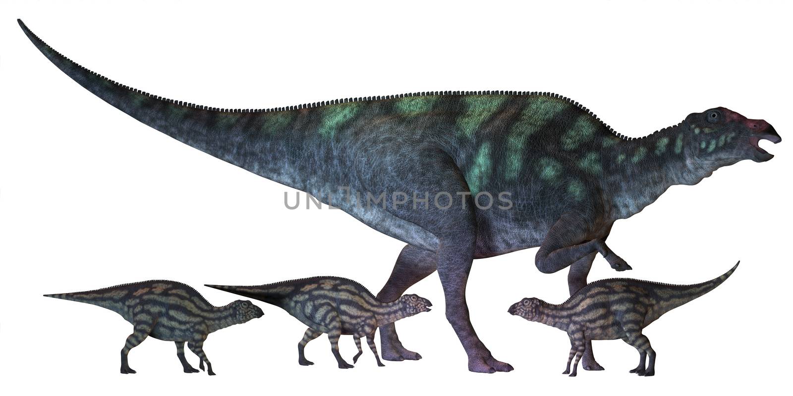 Maiasaura is a large duck-billed dinosaur that lived in North America in the Cretaceous Era shown here with several hatchlings.