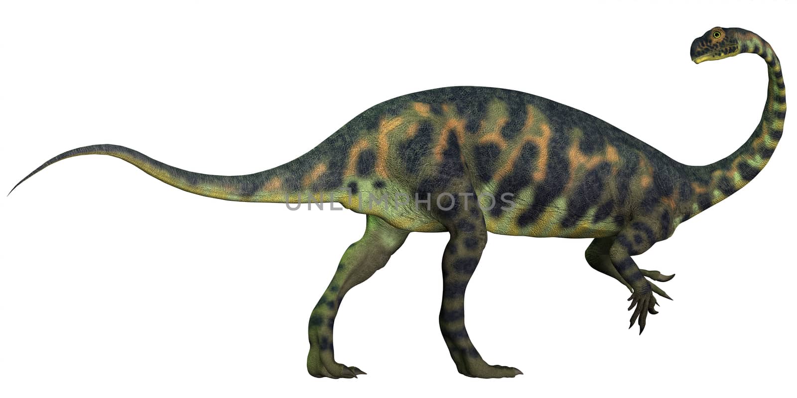 Massospondylus was a prosauropod dinosaur from the Jurassic Age of Africa and was a herbivore.