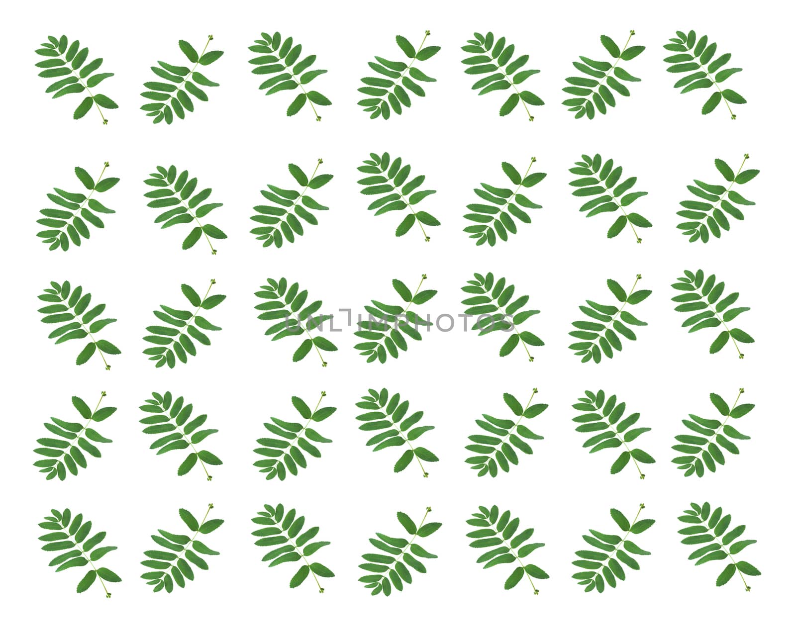 the basis for the background of green leaves from the tree
