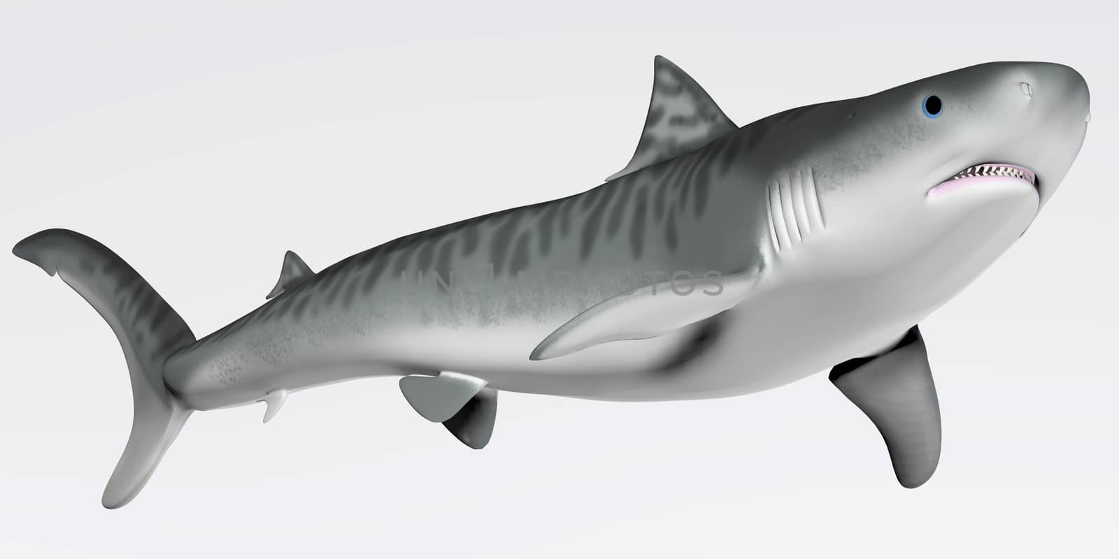 Tiger Shark Profile by Catmando