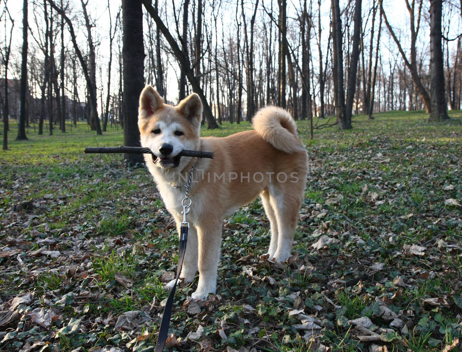 Puppy of Japanese dog Akita Inu with bought in its mouth