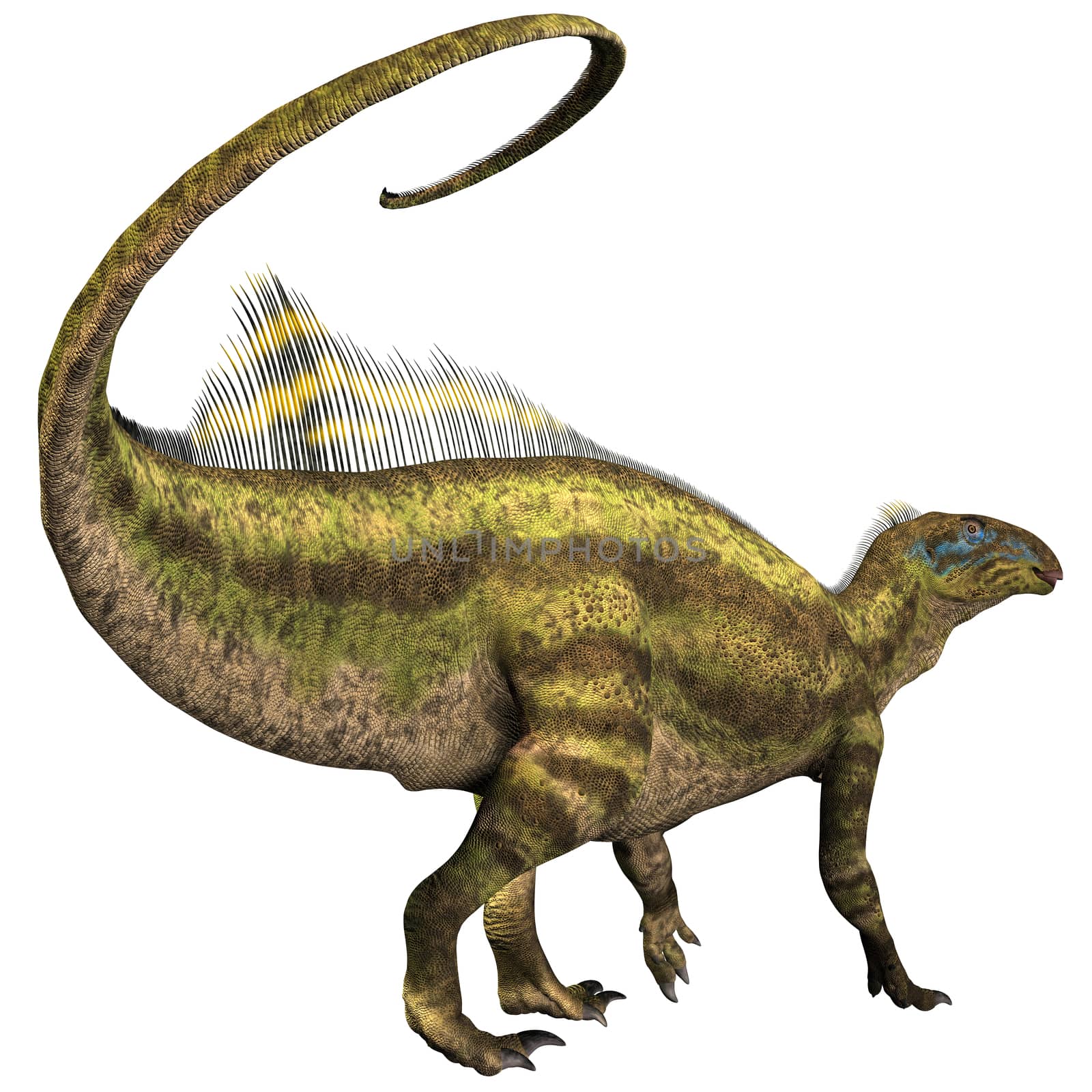 Tenontosaurus was an ornithopod herbivorous dinosaur that lived during the Cretaceous Period of North America.