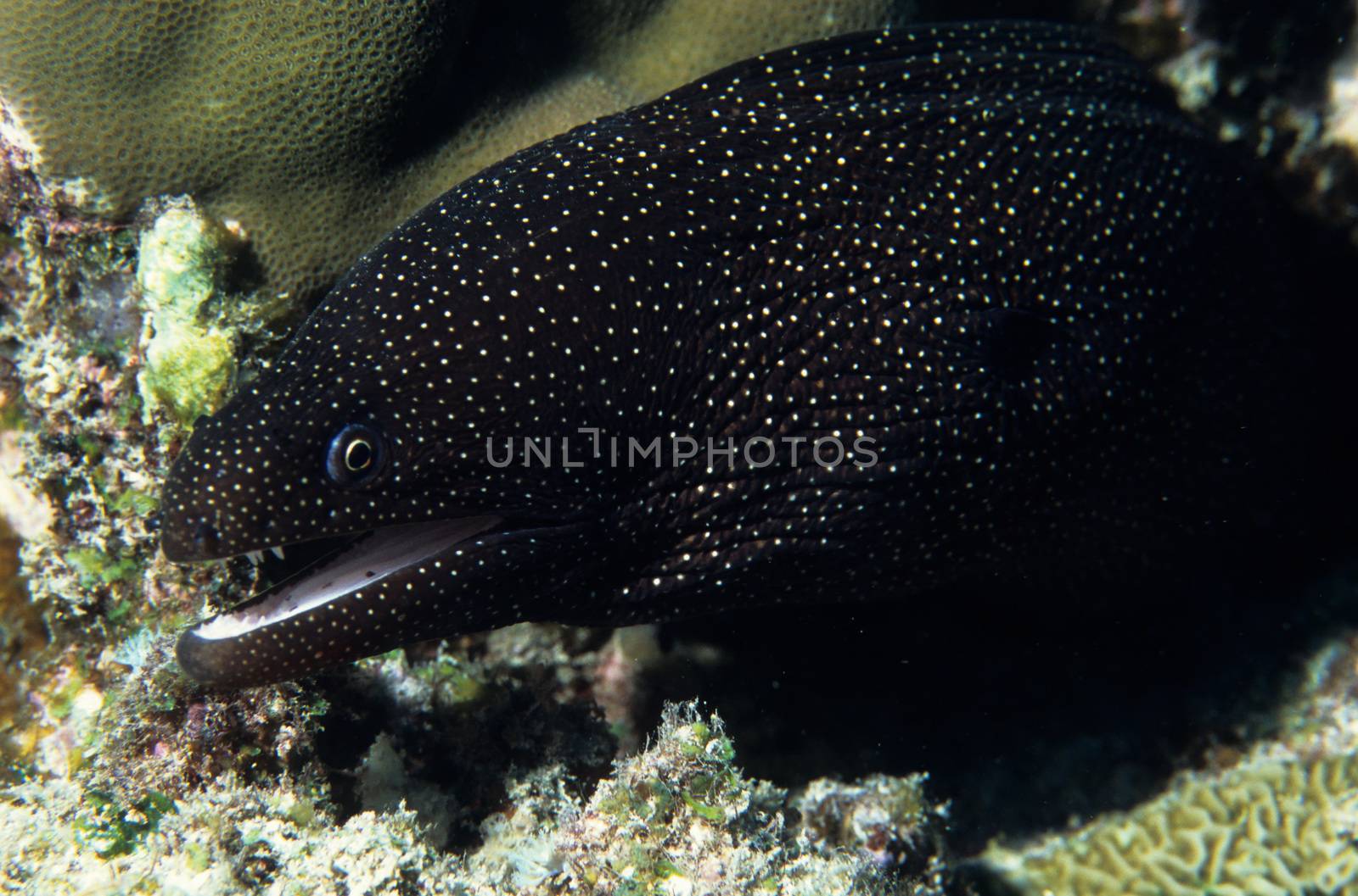 White mouth moray eel by seawaters