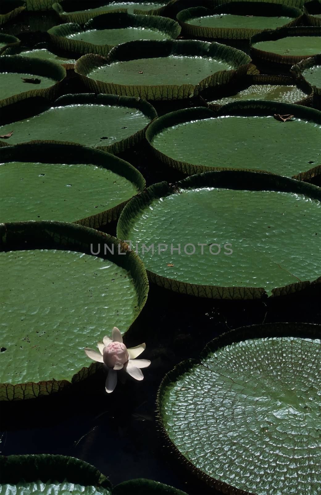 Giant Amazon water lily (Victoria amazonica)