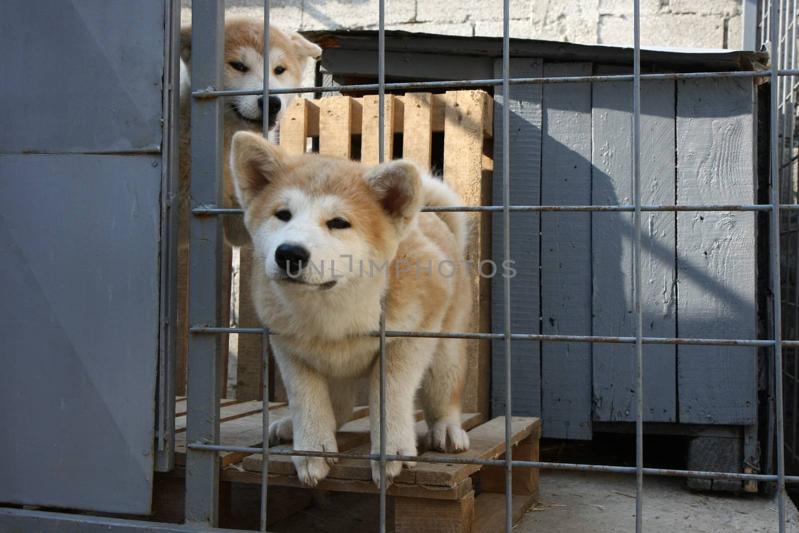  Puppies of Japanese dog Akita Inu in their cage