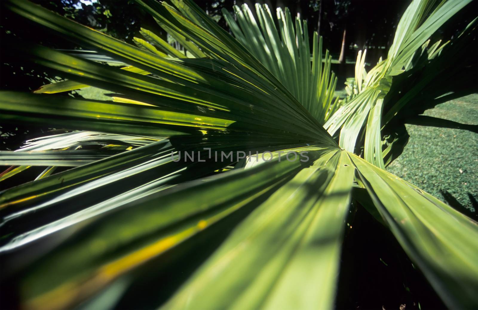Wide angle palm fronds