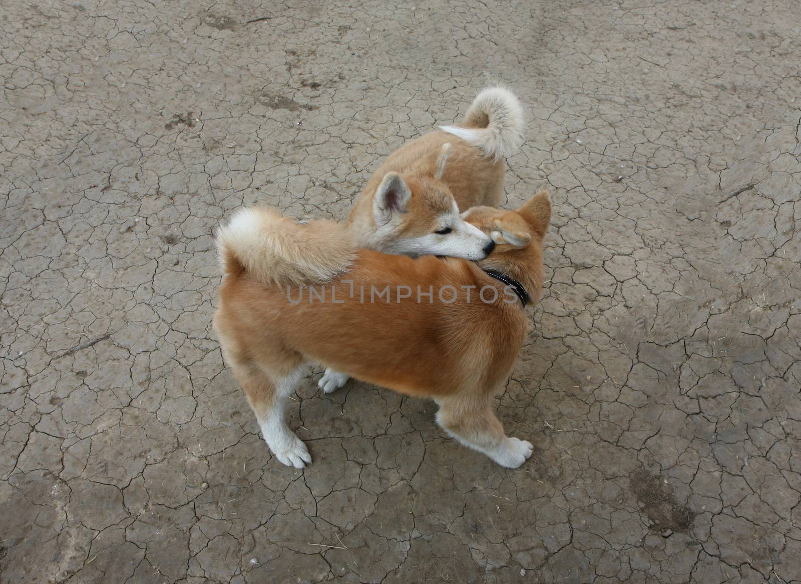 Two Akita Inu puppies  playing in the yard